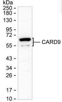 CARD9